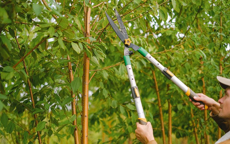 Tree trimming in Voorheesville, NY